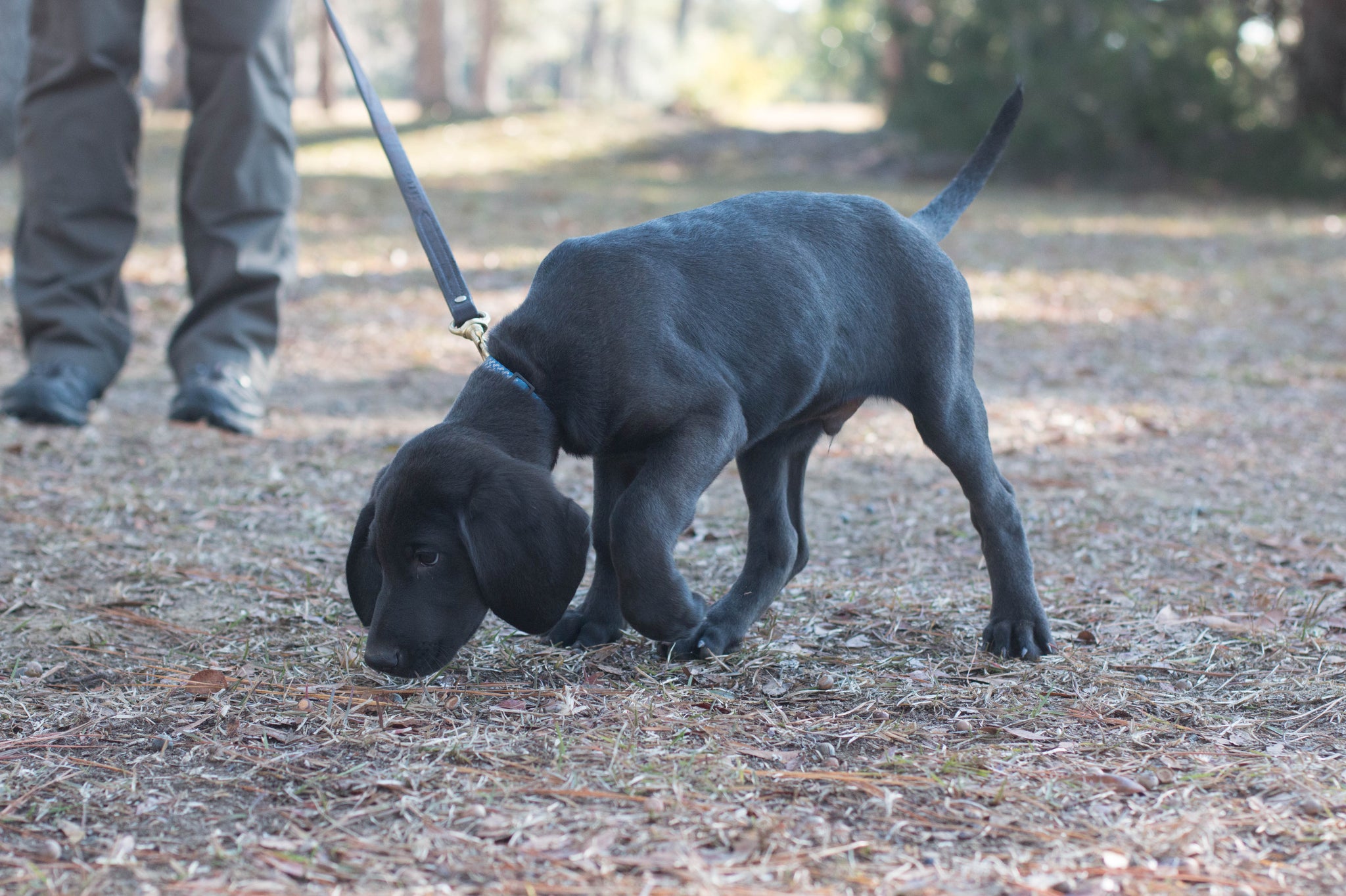 Online Mentoring: Puppy or Adult Trailing / Tracking Imprinting